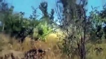 Lion Hunting Warthog Animal Attacks Warthog Attack Male Lion