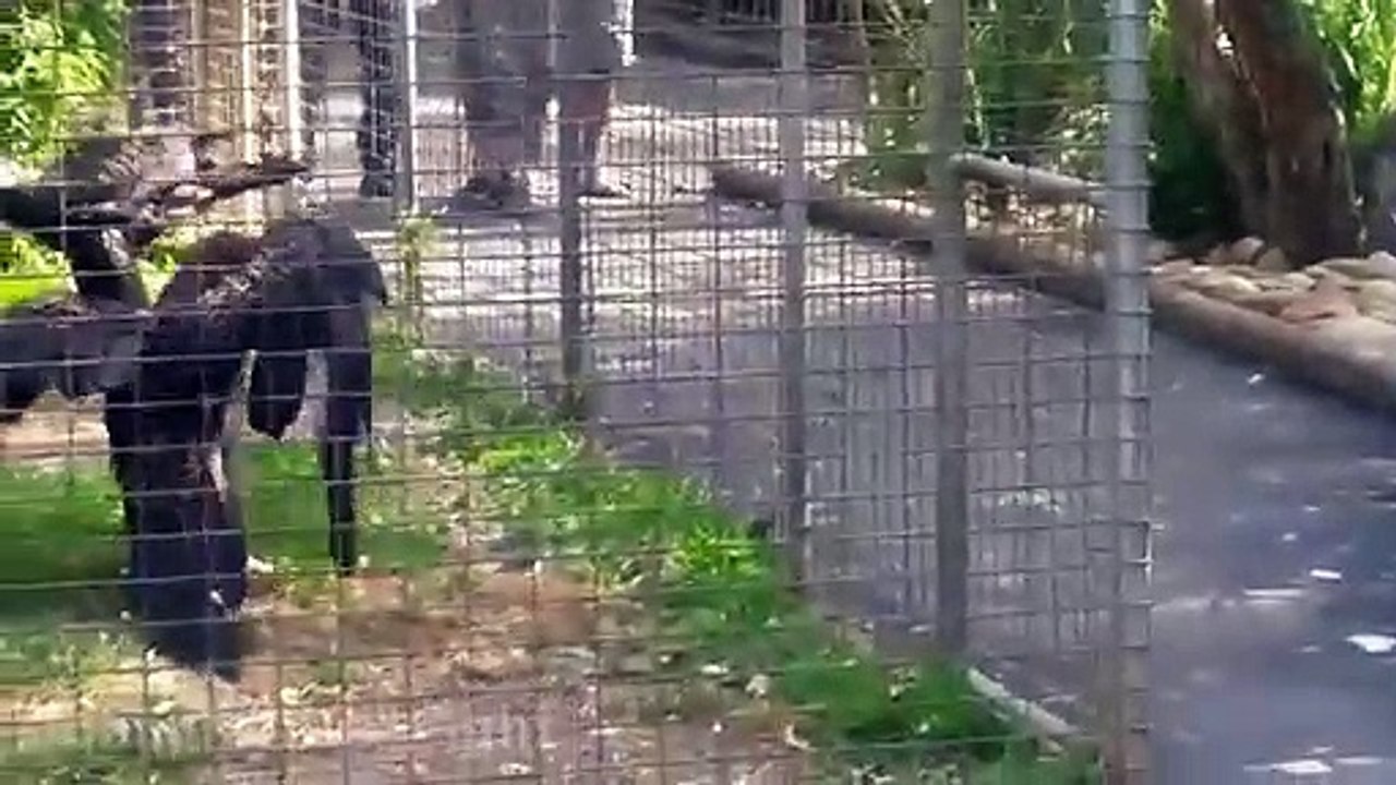 Eagle attacks animals (dog, birds, drone, goose, kangaroo) Animal