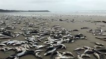 Dead Fishes in Pentrez, France