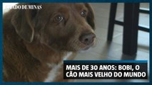 Cão mais velho do mundo tem 30 anos e vive em Portugal