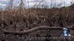 Python Attacks 01   Aggressive Rock Python