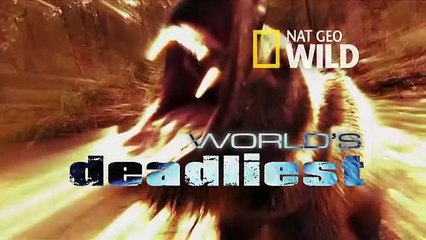 World's Deadliest - Sea Lion vs. Octopus