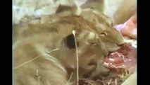 10 Lion attacks Hyena documentary   hyena attack lion,lion vs hyena