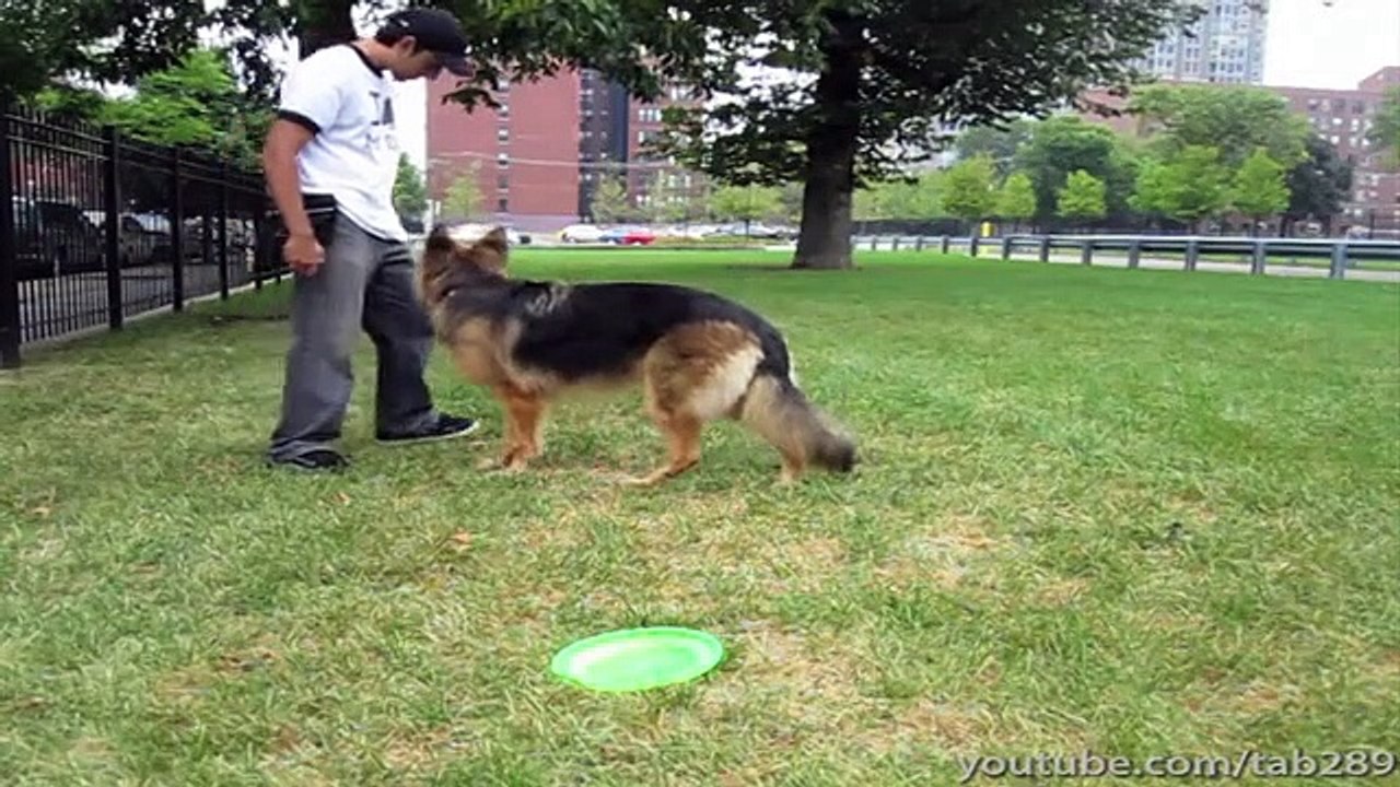 Dog Training Tips- Come When Called!