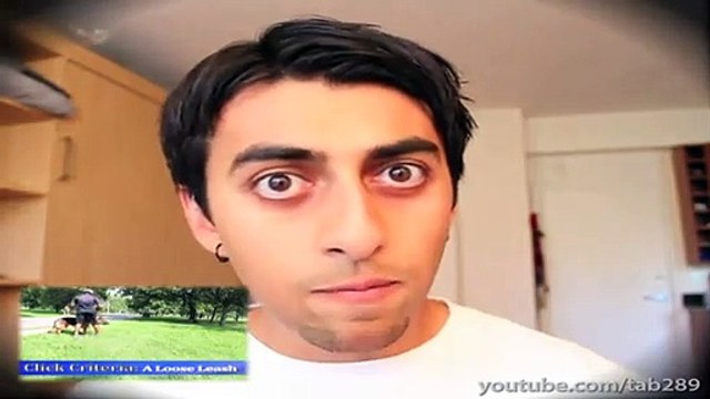 Dog Training Tutorial - Distractions PART II (Healing Reactivity