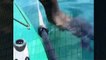 Sea Lion Attacks Kayaker Best Wild Animal Videos   Animal Attacks And Loves when animals attack (2)