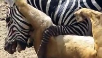 attack animals video. zebra attack and kill lion lion severely injured on zebra attack.