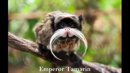 ✔ 75 Most Weird, Scary and Rarest Animals in the World Real Pictures (Rare Compilation)