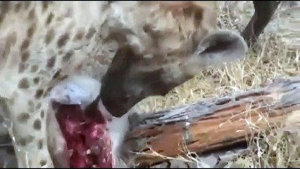 Leopard vs Hyenas REAL FIGHT - Leopard ATTACK Hyenas 2016 Part 2