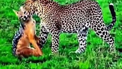 Leopard vs Eagle vs Lion vs Hyena Terrible Fight Part 2 - Animal