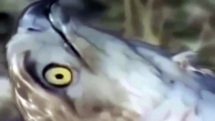 Lions Vs Hyenas Terrible Fight - Leopard vs Eagle a terrible fig