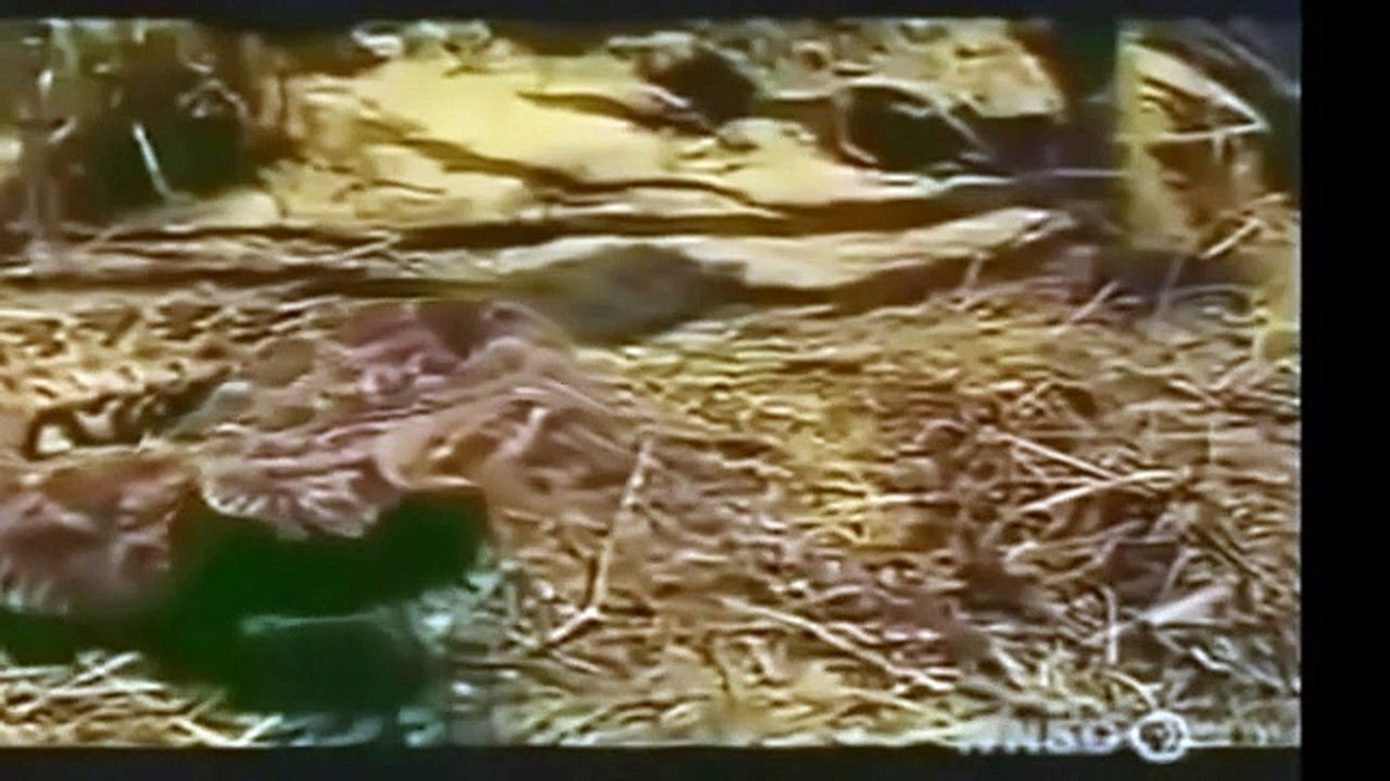 Mongoose Attack Cobra Snake incredible Fighting #2 - Cobra Snake