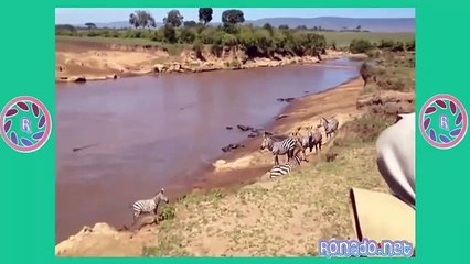 Animals Attack - Lion Vs Crocodile Real Fight  - crocodile attac