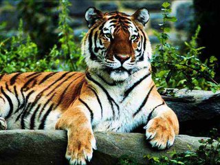 Top 20 of the Most Dangerous and Deadliest Animals in the World