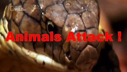 Big Batlle Group Buffalo Kill Lion to die ☆ Animals Attack