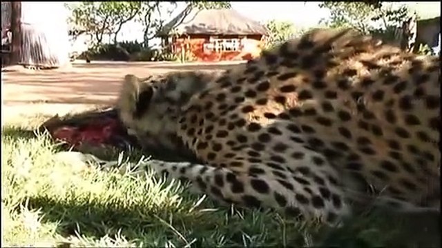 Leopards life Birds Life Leopards Attack Leopards Kills Wild Wild Documentary