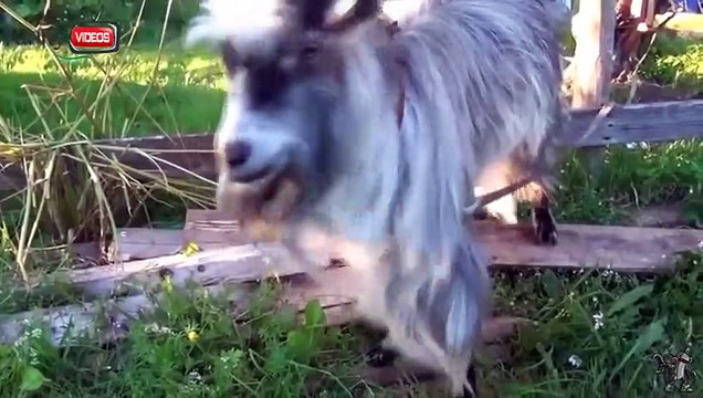 Watch Animals Are Awesome Too! Humans People Are Awesome Spoof