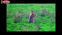 biggest wild animal fights compilation   animal attacks video (2)