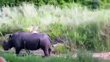 NEW 2015 - Dangerous Animals Attack Human - Опасные животные Ата