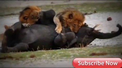 Elephant Vs Lions Attack To Death 2023