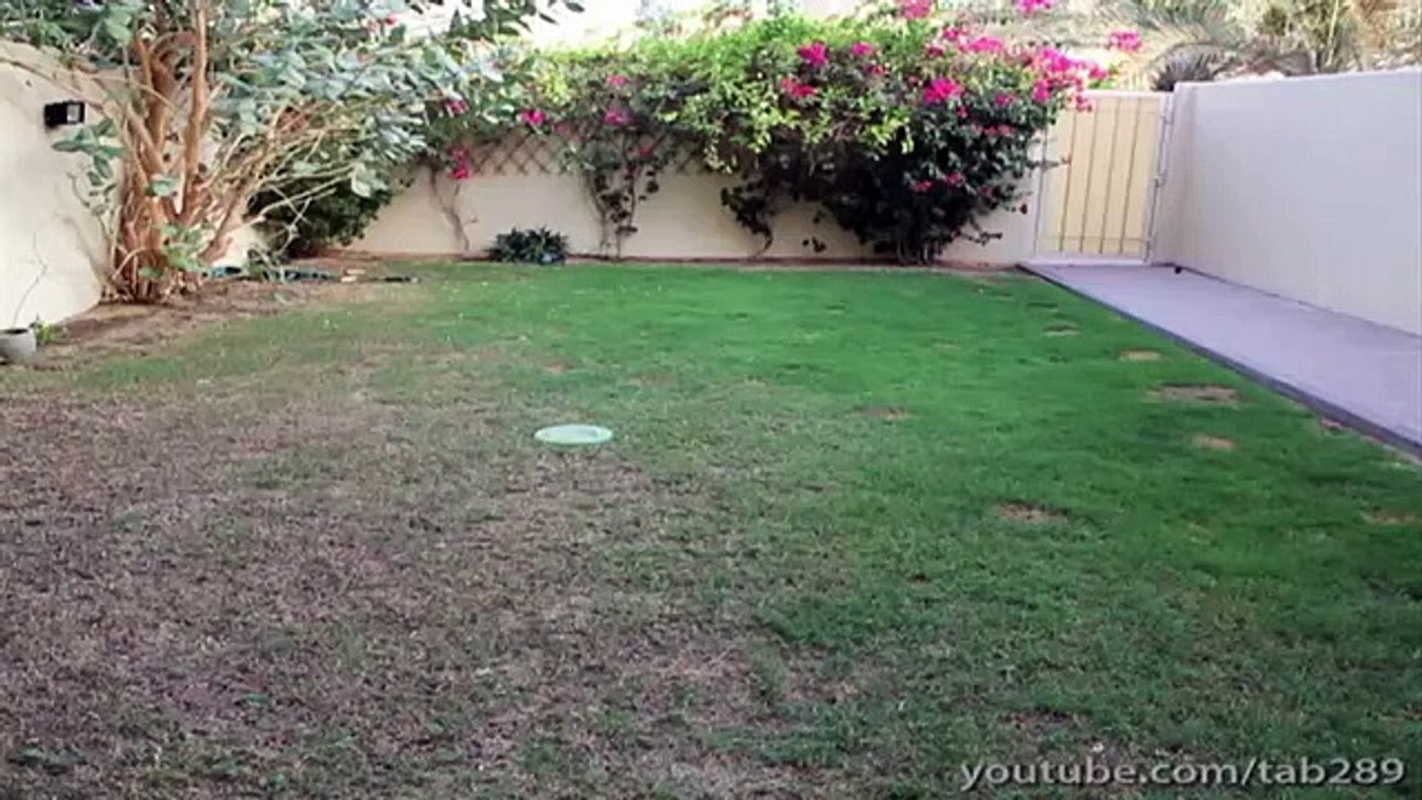 Dog Training Tutorial- Off-Leash Exercise (Send-Off)