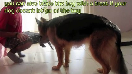 How to teach any dog to FETCH!