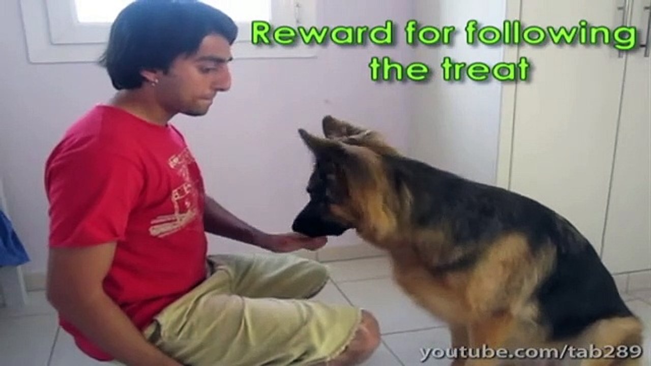 Dog Training Tutorial Building Eye Contact & Attention! Vidéo