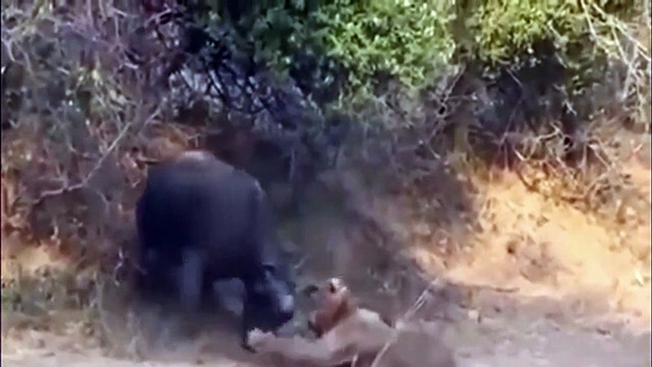 Lion vs Buffalo - Lion vs Buffalo Real Fight - Male Lions Attack