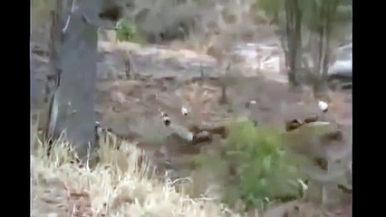 animal video. Wild Dog vs Hyena Real Fight to Death animals attack.