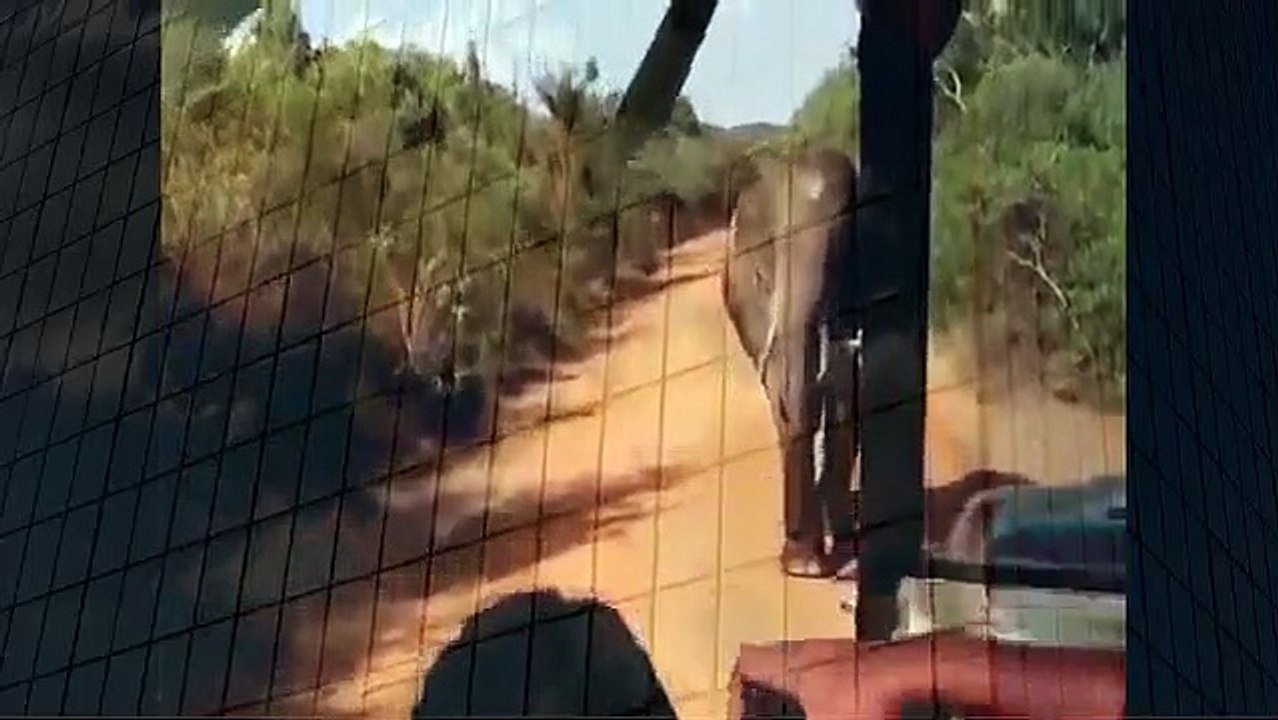 Safari ELEPHANT attack ATTACK Yala jeep animal when animals attack