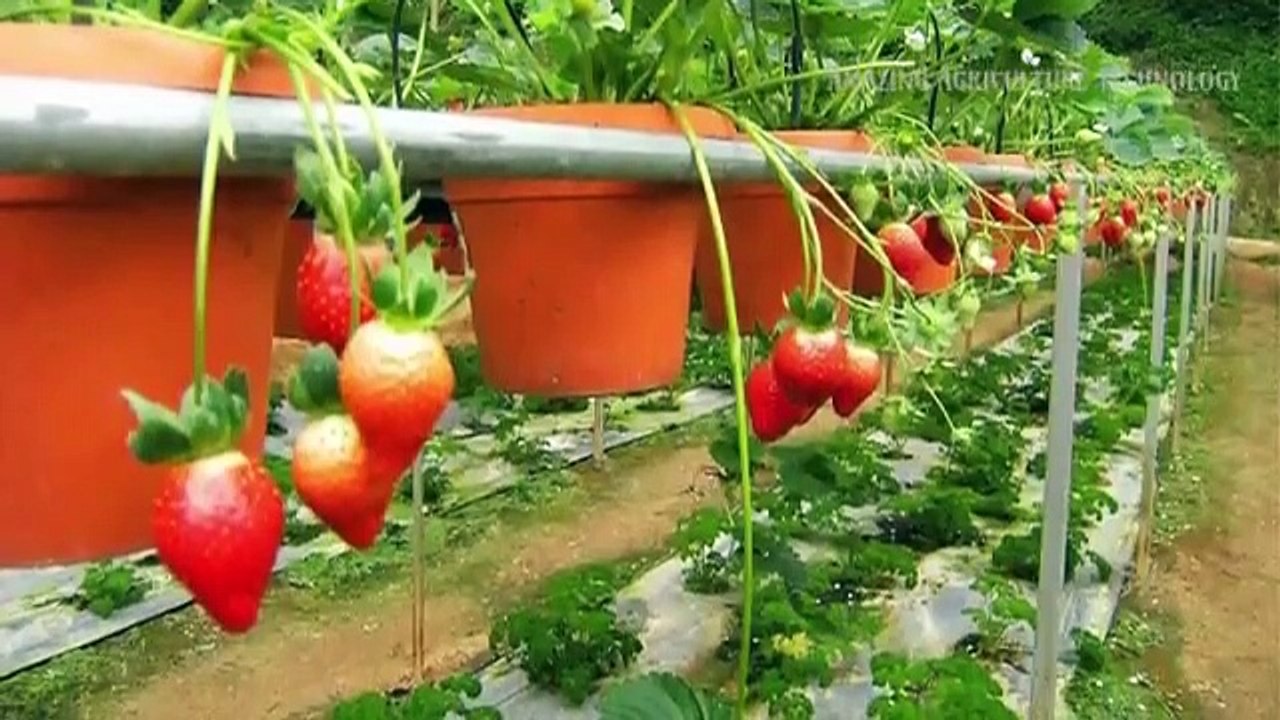 5 Steps Growing Strawberries Upside Down video Dailymotion