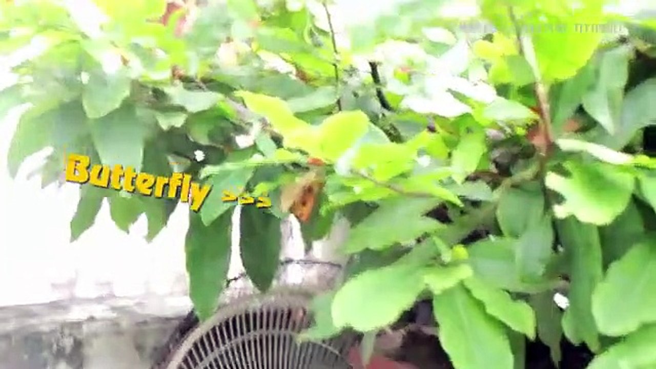 Self Watering System for your plants using waste plastic bottle - Rooftop Gardening