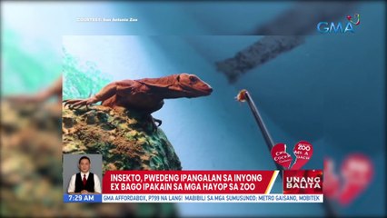 Insekto, pwedeng ipangalan sa inyong ex bago ipakain sa mga hayop sa zoo | UB