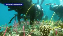 Salut! Aksi Bripka Bakti Lestarikan Terumbu Karang di Laut Pulau Samalona