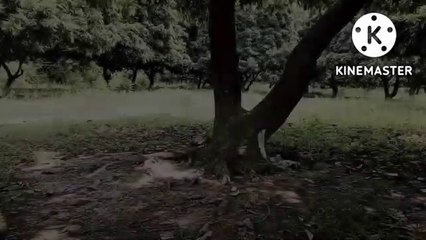 My First (Vlog) Kase Viral kre