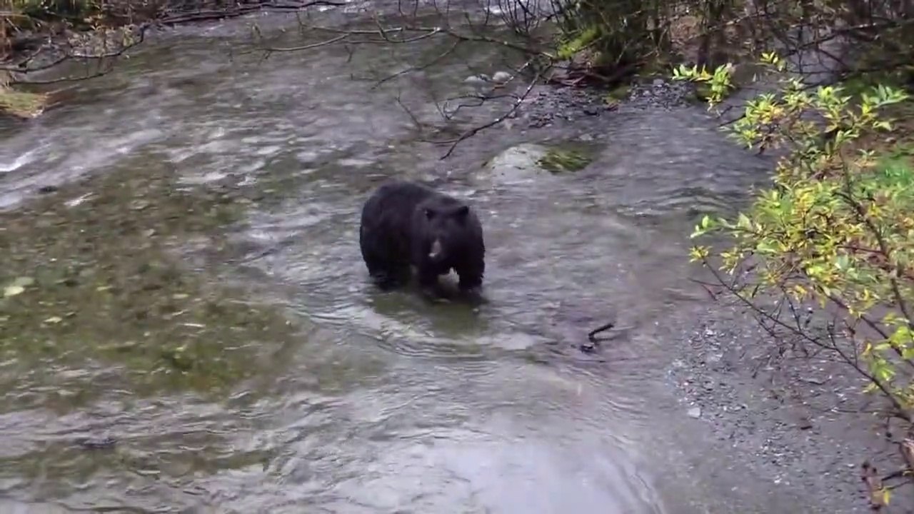 Bear In The River