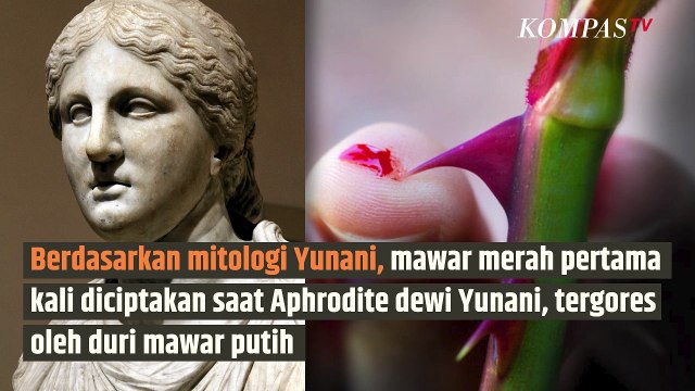 Mengapa Bunga Mawar Identik dengan Hari Valentine?| SINAU