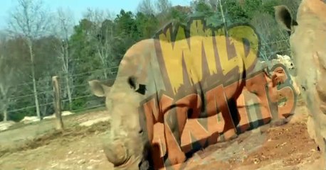 Wild Kratts Wild Kratts S01 E018 – Let the Rhinos Roll!