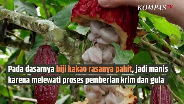Ternyata Cokelat yang Diberikan saat Valentine Berasal dari Biji yang Pahit, Benarkah? | SINAU
