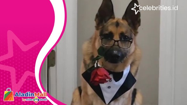 Bikin Gemas, Pria Ini Dandani Anjing Peliharaannya Sambut Hari Kasih Sayang