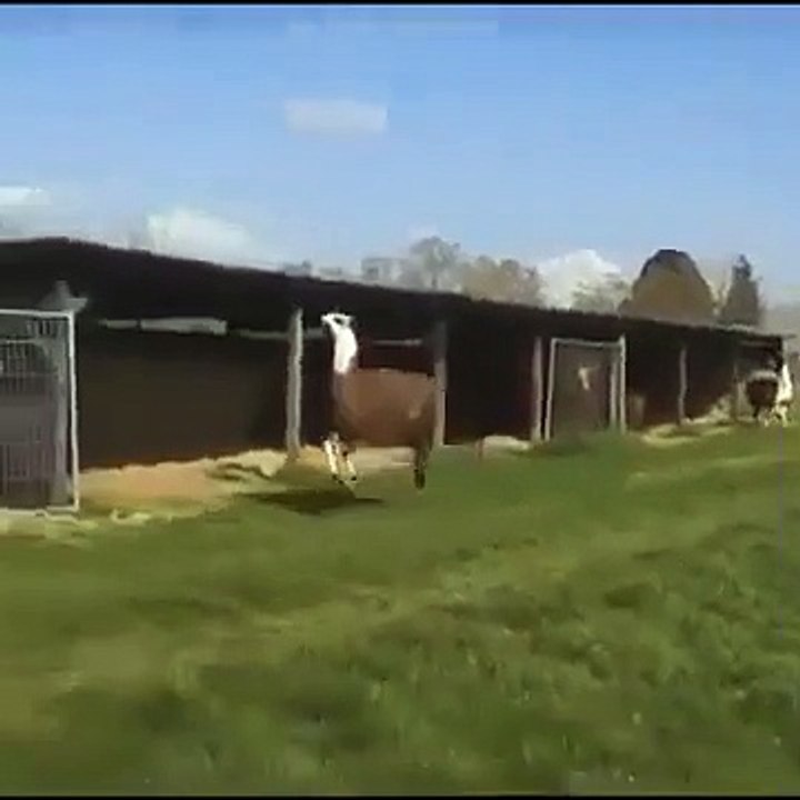 Lama Tanz