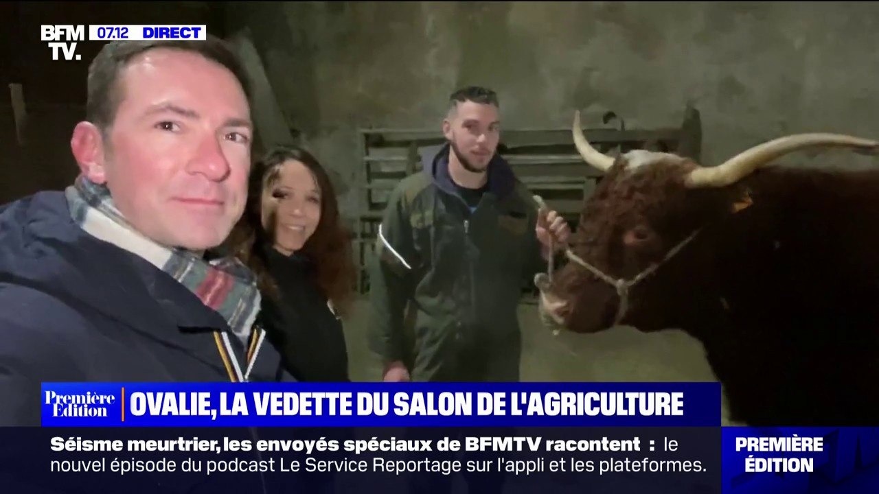 Ovalie, vache Salers, égérie du Salon de l'agriculture 2023