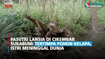 Pasutri Lansia di Cikembar Sukabumi Tertimpa Pohon Kelapa, Istri Meninggal Dunia