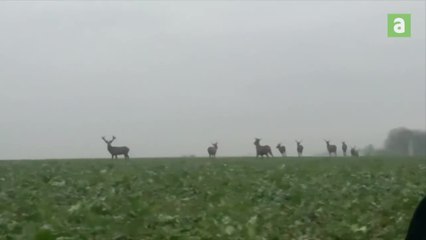 Moment magique: un groupe de cerfs, majestueux, traverse la campagne sous les yeux éblouis d'automobilistes