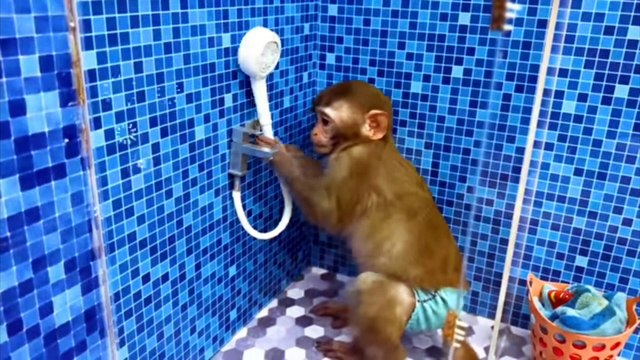 Monkey Baby Bon Bon Bathing in The Bathroom With Eating For Funny Animals Video Chhotu Awasthi