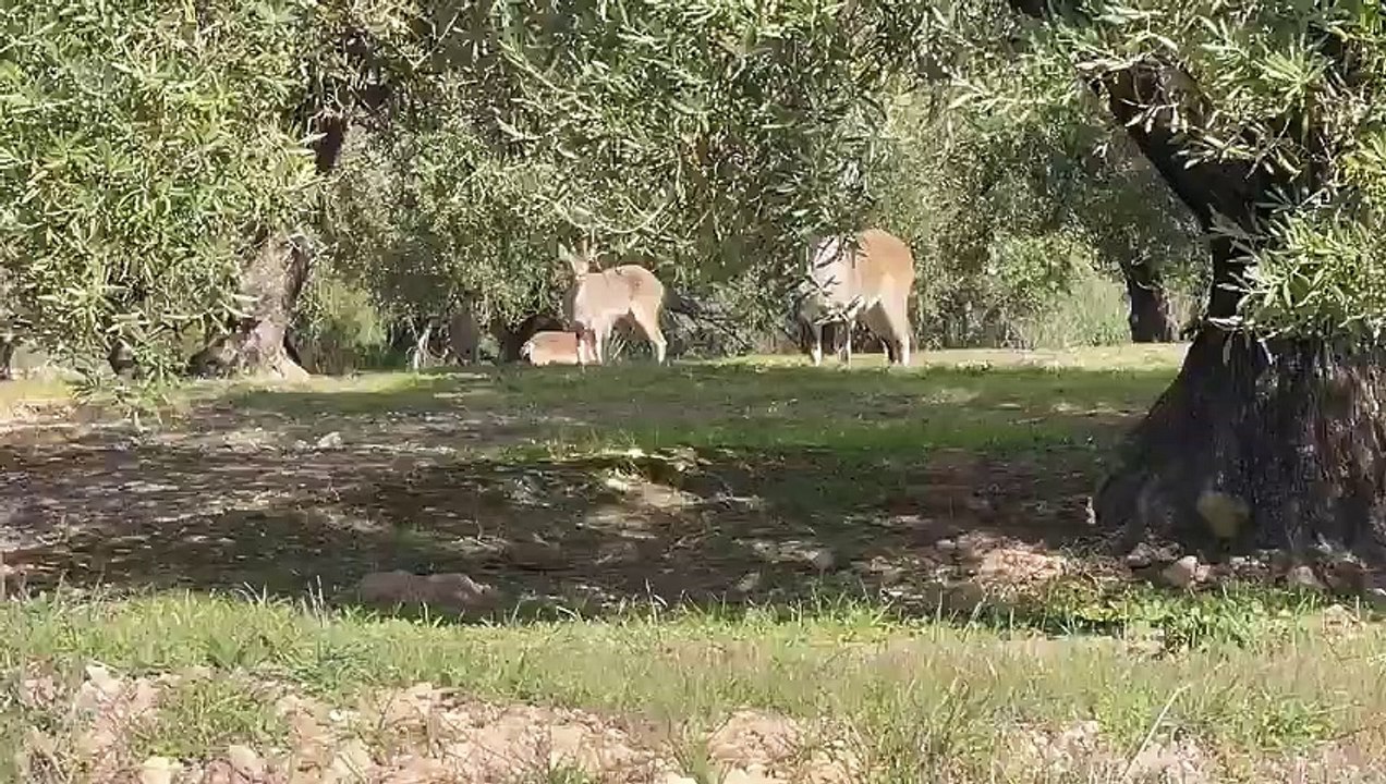 Cabras montesas entre olivos en la Campiña cordobesa