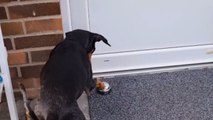 Well-mannered German Pinscher shows how to respectfully enter someone's house