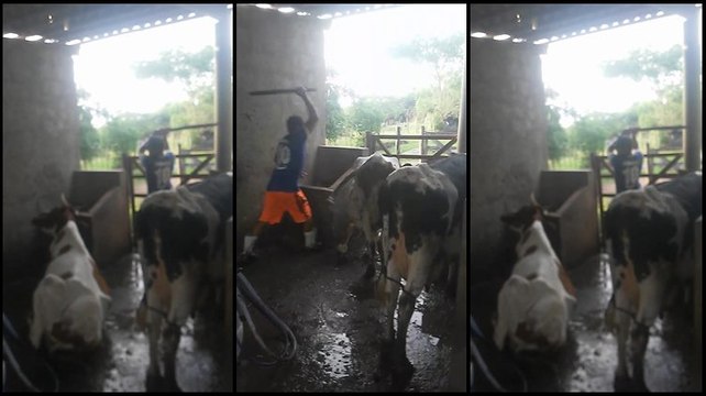 Agricultor é flagrado agredindo vaca violentamente no Ceará; delegado quer punição por maus tratos