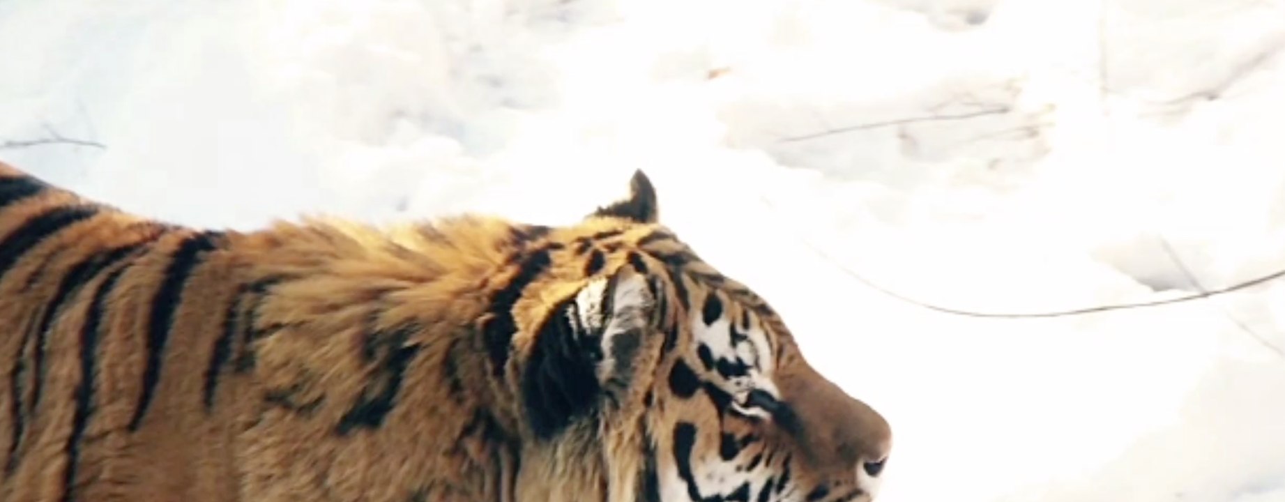 Russland: Jäger wird von Sibirischen Tiger getötet