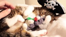 Pirate Cat Has a Mouse Toy